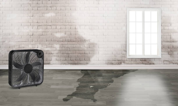 Best Professional water damage repair  in Riverside, NY